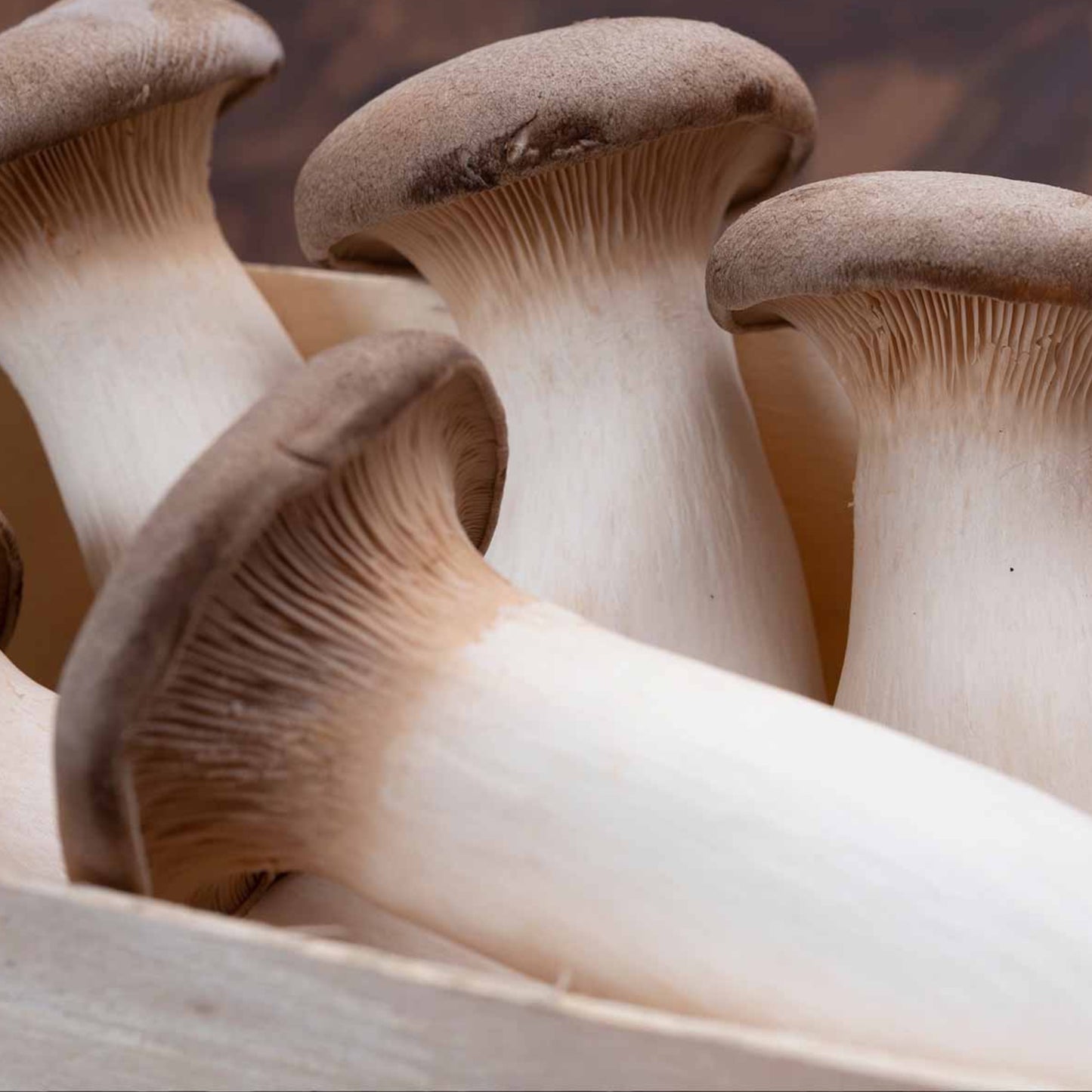 Pleurotus eryngii (king oyster)