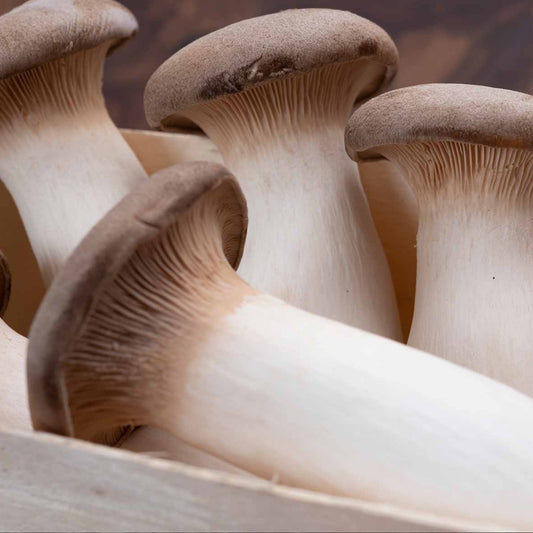Pleurotus eryngii (king oyster)