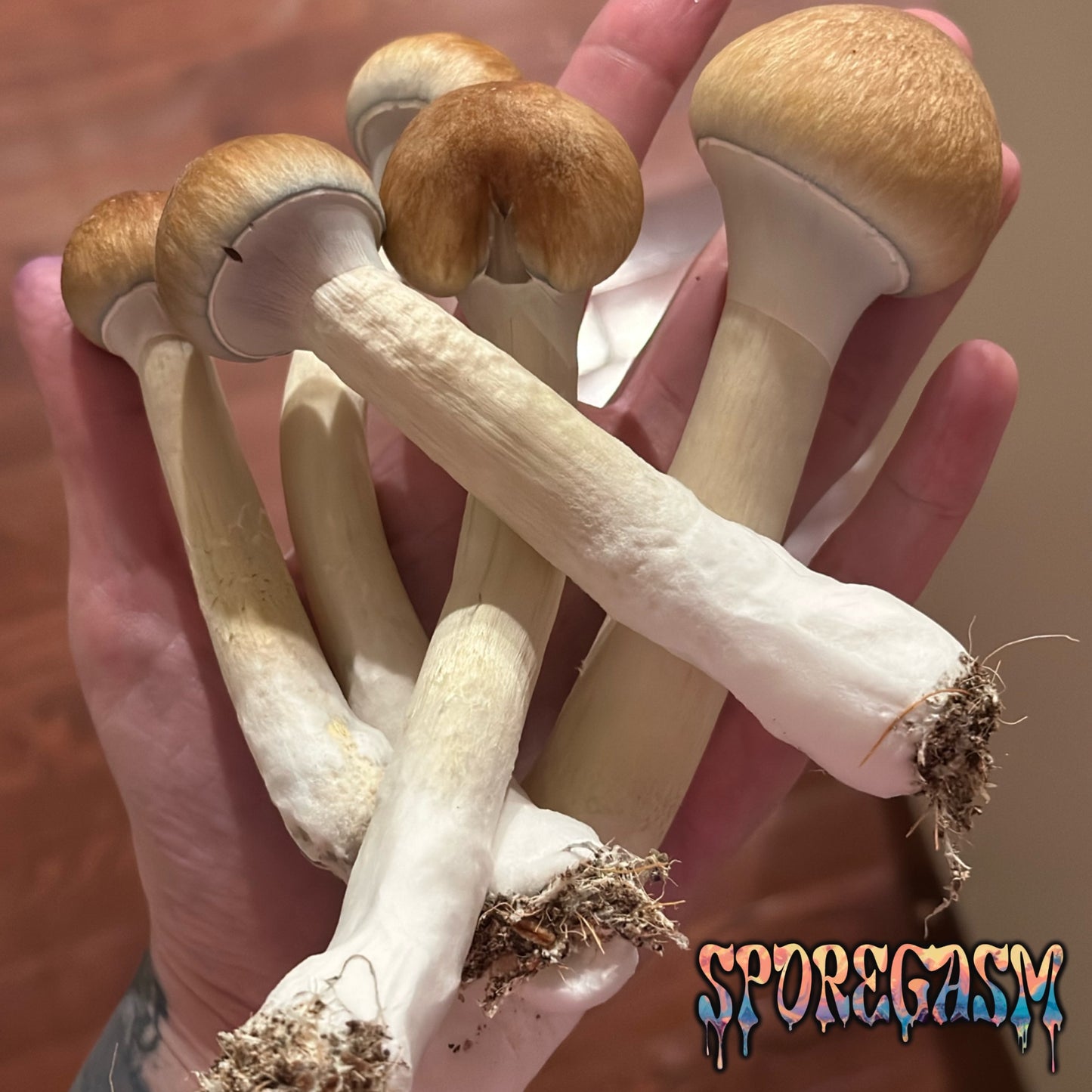 Golden teachers