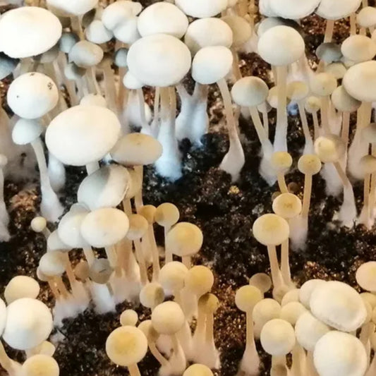 Blue Pulaski
