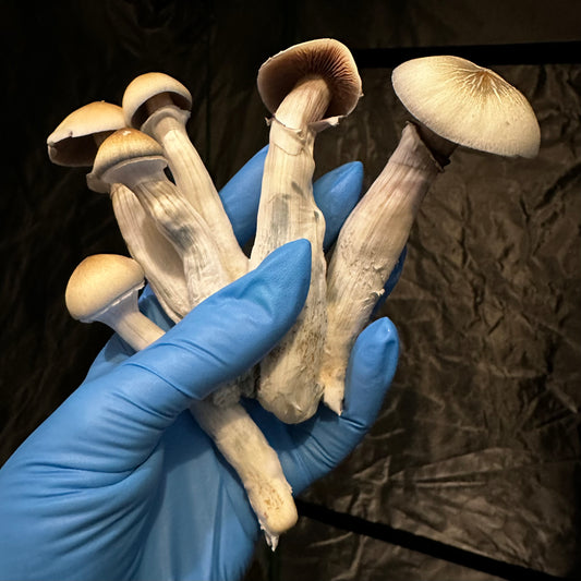 Blue meanie (cubensis var.)