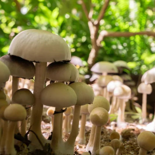 Psilocybe Natalensis