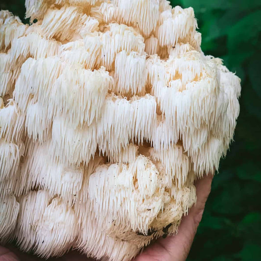 Basidiomycota phylum (Lions mane)