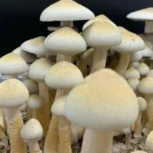 Albino penis envy revert
